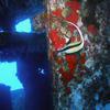 Picture taken during the dive