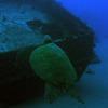 Picture taken during the dive