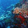 Picture taken during the dive