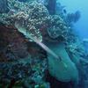 Picture taken during the dive