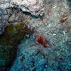 Picture taken during the dive