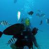Picture taken during the dive