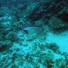 Picture taken during the dive
