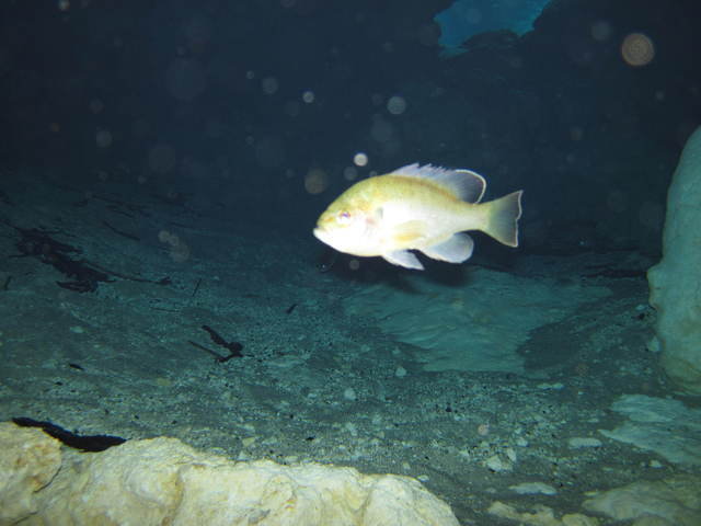 Neptune Dive Center - Dive Center