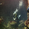 Picture taken during the dive