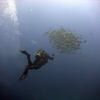 Picture taken during the dive
