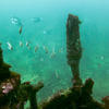 Picture taken during the dive