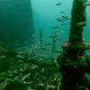 Picture taken during the dive