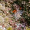 Picture taken during the dive
