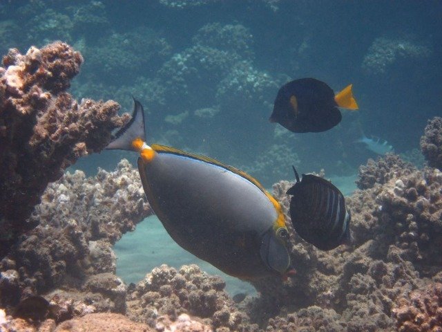 UCPA Nabaa El Soghayar - Dive Center in Egypt