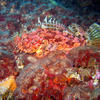 Picture taken during the dive
