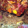 Picture taken during the dive