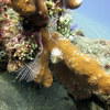 Picture taken during the dive