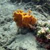 Picture taken during the dive