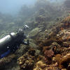 Picture taken during the dive