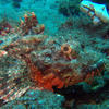Picture taken during the dive