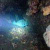 Picture taken during the dive