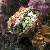 Picture taken during the dive