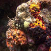 Picture taken during the dive