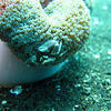Picture taken during the dive