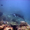 Picture taken during the dive