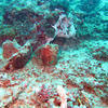 Picture taken during the dive