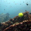 Picture taken during the dive