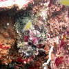 Picture taken during the dive