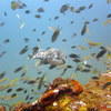 Picture taken during the dive