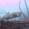Picture taken during the dive