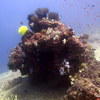 Picture taken during the dive