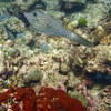 Picture taken during the dive