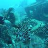 Picture taken during the dive