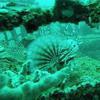 Picture taken during the dive