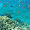 Picture taken during the dive