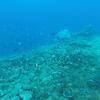 Picture taken during the dive