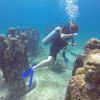 Picture taken during the dive