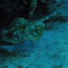 Picture taken during the dive