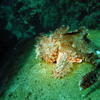 Picture taken during the dive