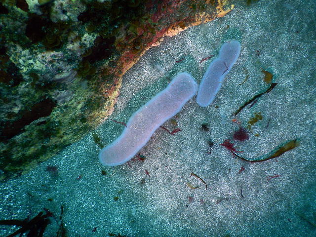 Eaglehawk Dive Centre - Dive Center in Australia