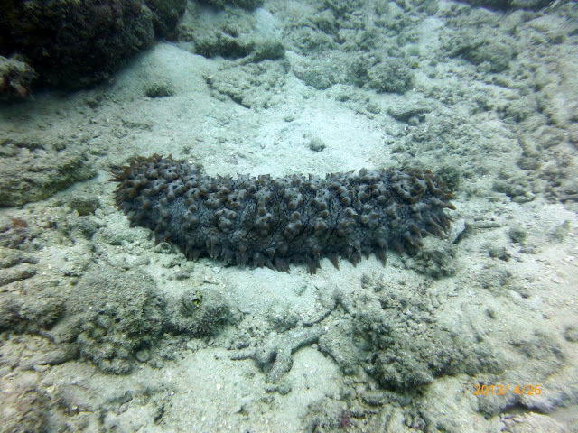 Sea Star Cruises - Dive Center in Australia