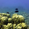 Picture taken during the dive