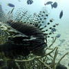 Picture taken during the dive