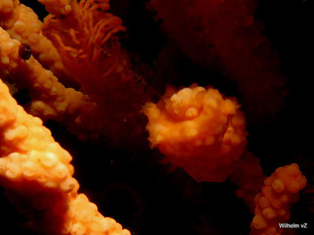 Blueflash - Dive Center in South Africa