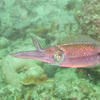Picture taken during the dive