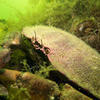 Picture taken during the dive