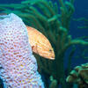 Picture taken during the dive
