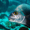 Picture taken during the dive