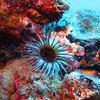 Picture taken during the dive