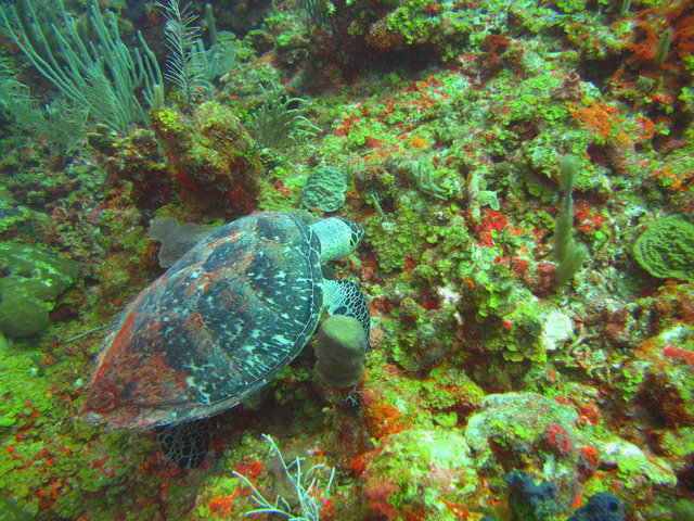 Dive Adventuras - Dive Center in Mexico